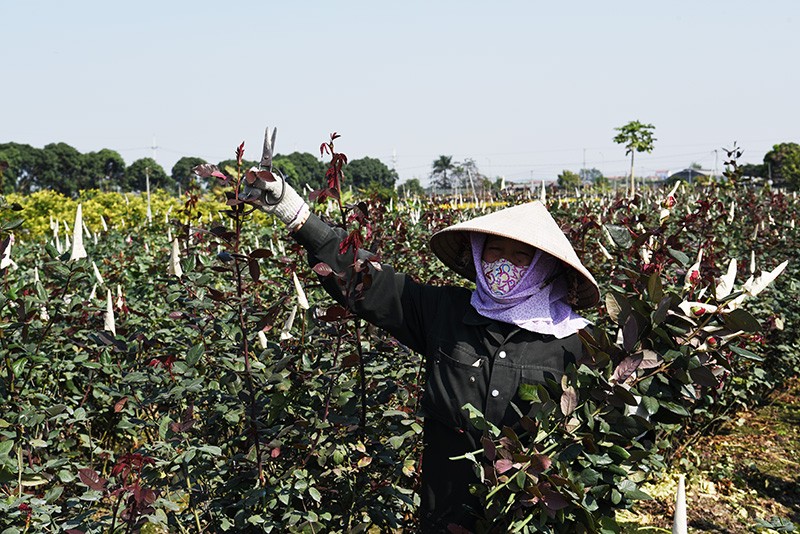 Nông dân cắt hoa hồng tại thôn Hạ Lôi, huyện Mê Linh.