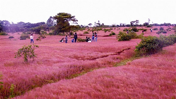 Dự án sân golf Đắk Đoa sẽ giữ nguyên 8 ha đồi cỏ hồng nổi tiếng lâu nay