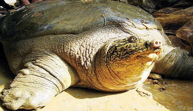 Trọng lượng rùa Hoàn Kiếm ở Đồng Mô tăng nhanh