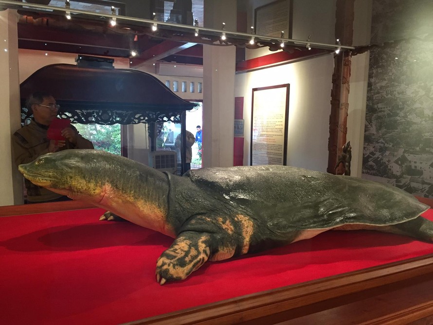 Cận cảnh cụ rùa Hồ Gươm vừa được trưng bày ở đền Ngọc Sơn