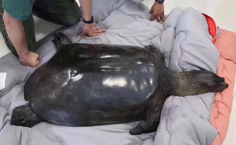 Cá thể rùa Hoàn Kiếm cái ở Trung Quốc đã chết tối qua.