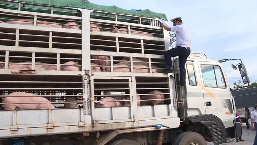 Hải quan Lao Bảo kiểm tra lợn giống nhập khẩu. Ảnh do Hải quan Quảng Trị cung cấp