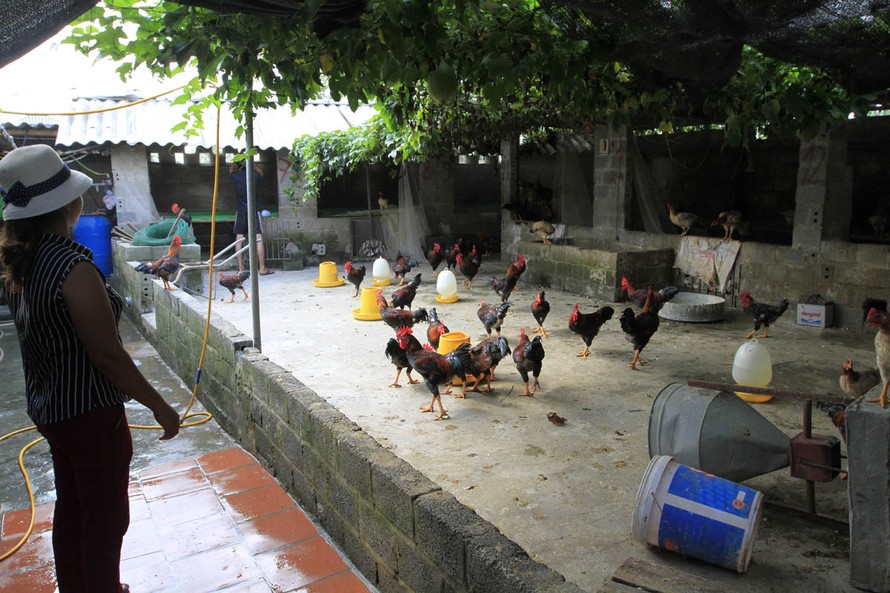 Chị Nguyễn Thị Vui (thôn Bùi Xá, thị trấn Xuân Mai), Chương Mỹ, Hà Nội cho biết, bị chết khoảng 400 con gà trong đợt lụt vừa qua. Ảnh: Trường Phong