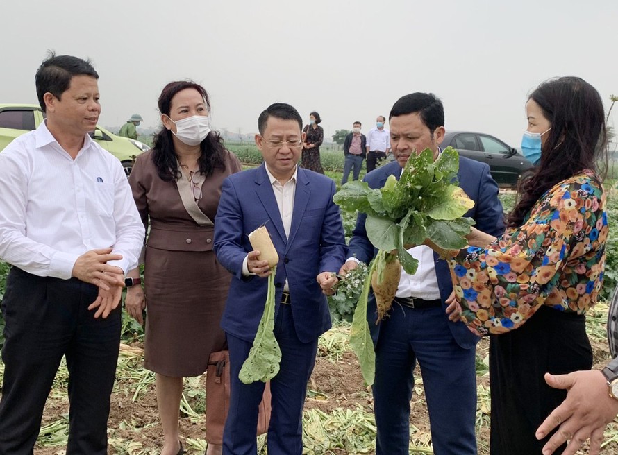 Đoàn công tác kiểm tra thực trạng việc thu hoạch, tiêu thụ củ cải ở Mê Linh. Ảnh: PV