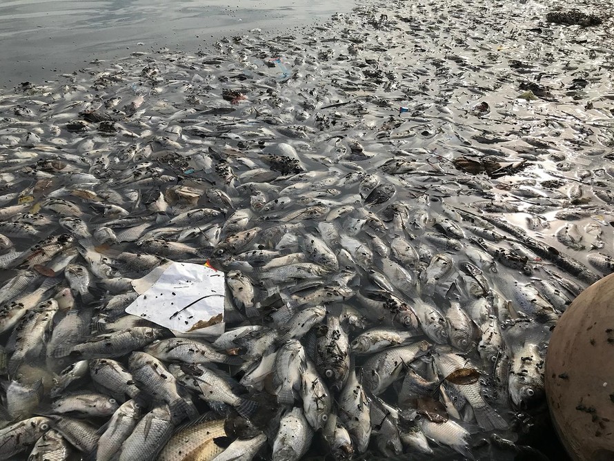 Hà Nội: Cá chết trắng ở hồ Yên Sở