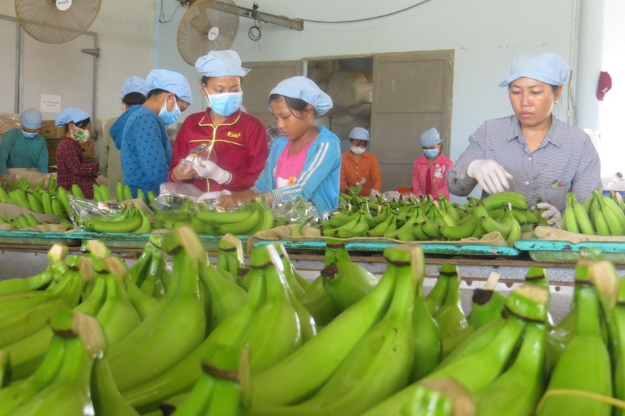 Nông sản là thế mạnh của Việt Nam
