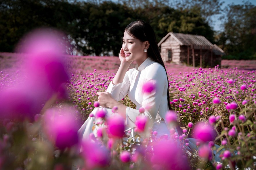 Thiếu nữ Hà thành khoe dáng bên cánh đồng hoa bách nhật