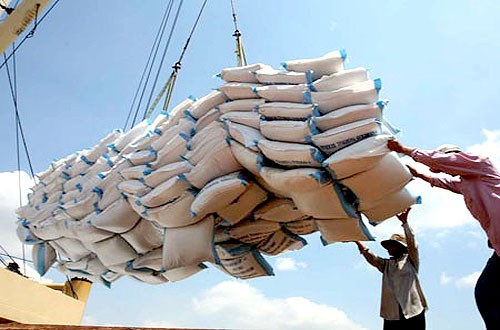 Đầu mối xuất khẩu gạo phải có vùng nguyên liệu