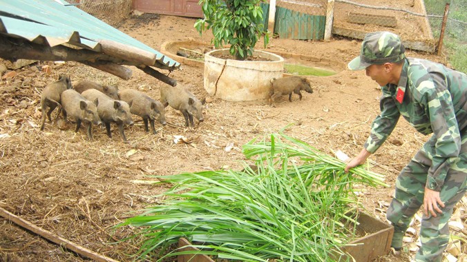 Khu nuôi lợn rừng của những người lính trên đảo Lý Sơn. ảnh: Quỳnh Anh