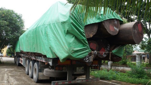 Công an Nghệ An bắt đoàn xe chở gỗ vượt 300% tải trọng