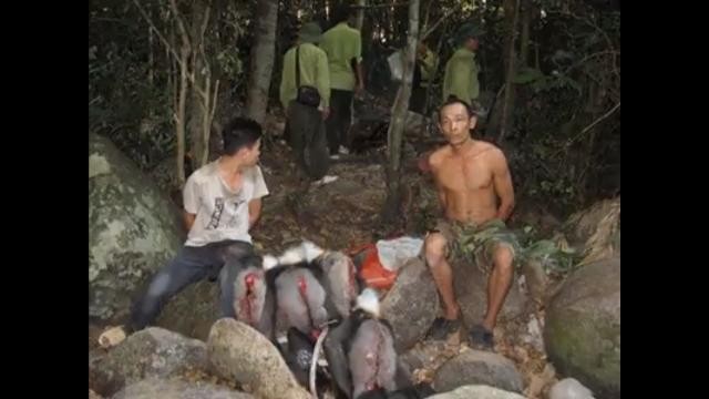 Đối tượng Tuấn (không mặc áo) từng bị bắt năm 2011 khi bắn 5 con voọc tại VQG Núi Chúa
