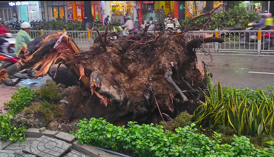 Cây xanh cao hơn 30m bật gốc, đè trúng người đi đường ở Sài Gòn