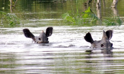 Nhiều động vật hoang dã vẫn còn bị mắc kẹt trong nước ở Kaziranga. Ảnh: Mongabay.