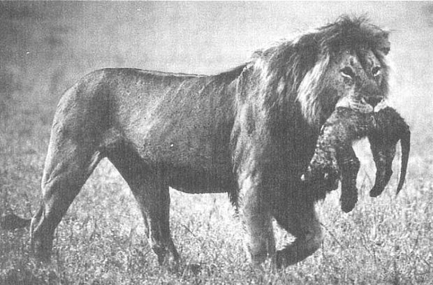 1001 thắc mắc: Vì sao sư tử mẹ ăn thịt con mình?