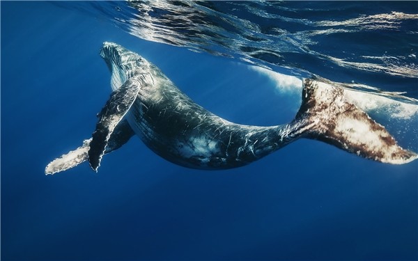 1001 thắc mắc: Vì sao cá voi xanh có thể bơi suốt 6 tháng mà không ăn?