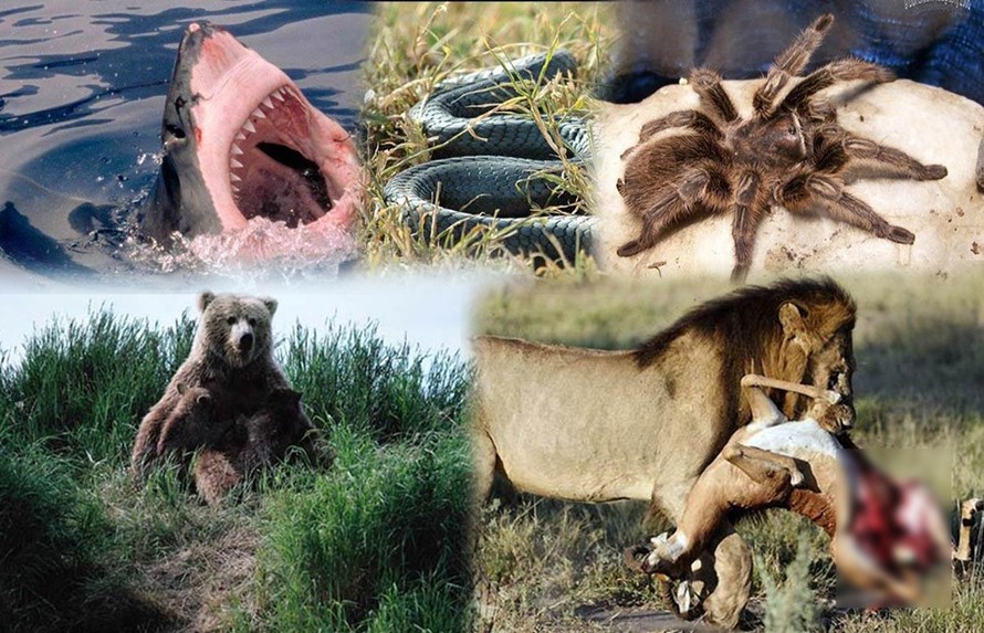 1001 thắc mắc: Những 'sát thủ' săn mồi nào đáng sợ trong thế giới động vật?