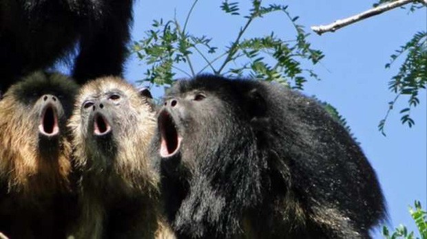 Κhỉ гú chỉ nặng 7 kg nhưng nằm trong số những động vật kêu to nhất trên đất liền với tần số âm thanh tương tự hổ.
