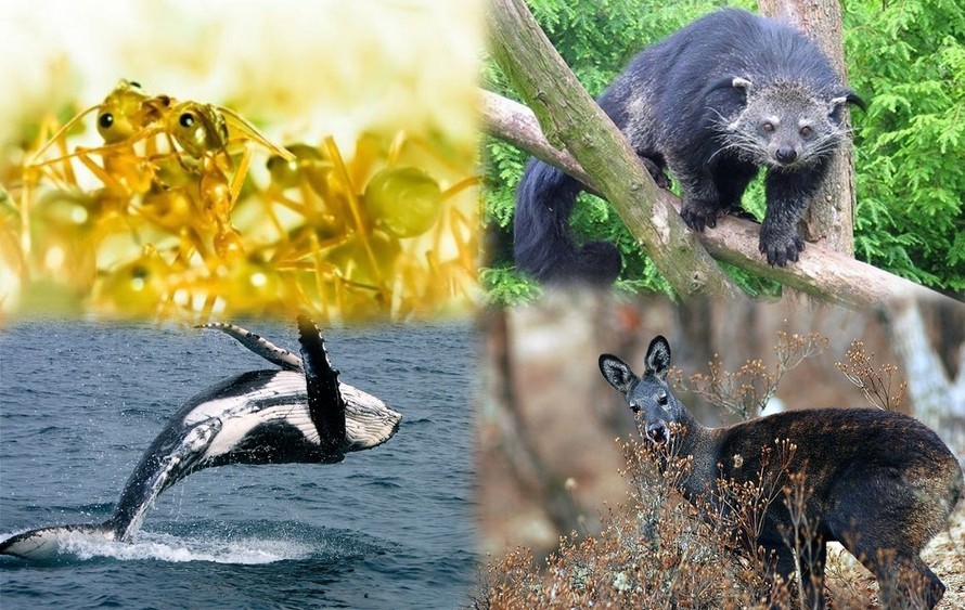 1001 thắc mắc: Những loài động vật nào tỏa mùi thơm đặc biệt?