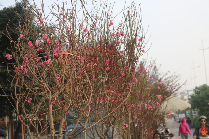 Đào Nhật Tân nở sớm, tràn ngập chợ hoa đón Tết Dương lịch 