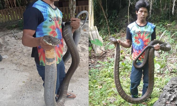 Bắt được rắn hổ mang chúa siêu khủng ở Thái Lan.