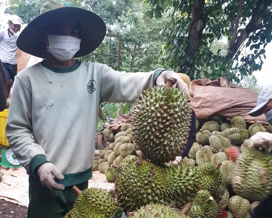 Nông dân huyện Krông Pắk thu hoạch sầu riêng