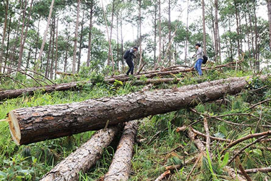 Cánh rừng 30 năm tuổi ở Lâm Hà bị tàn phá