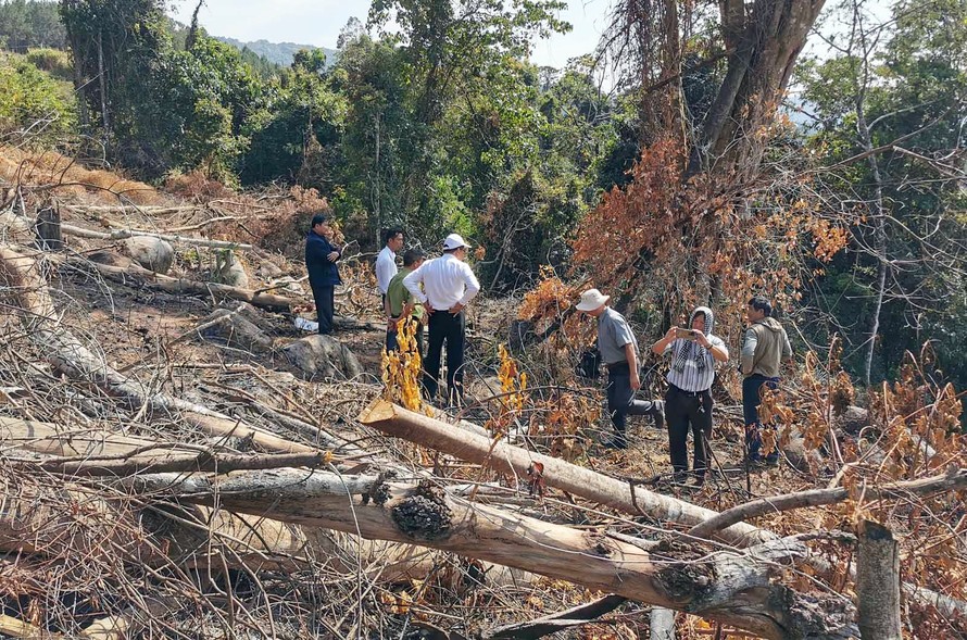 Hiện trường vụ phá rừng tại tiểu khu 158B