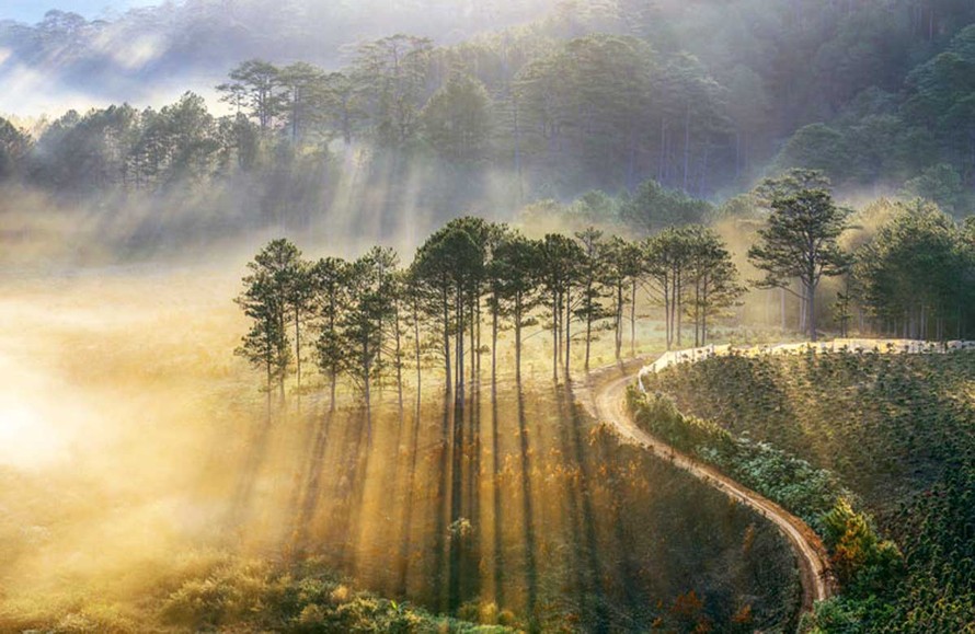 Rừng thông Đà Lạt - ảnh Võ Trang