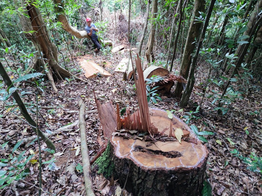 Hiện trường rừng bị phá nghiêm trọng ở xã Hra