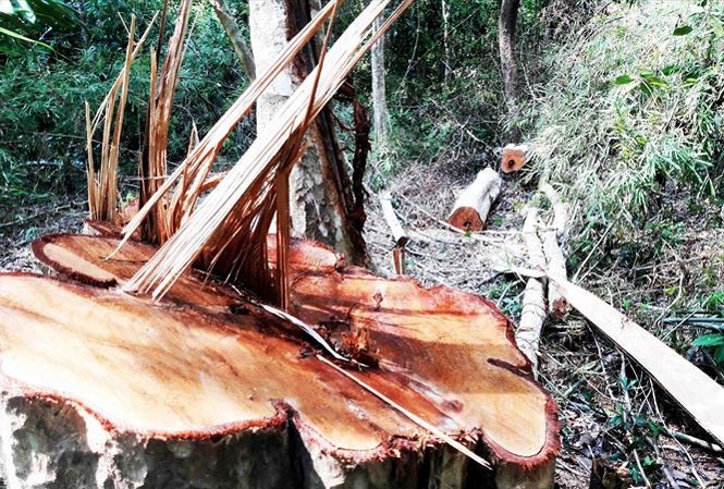 Một vụ phá rừng xảy ra trên địa bàn huyện Ia Grai