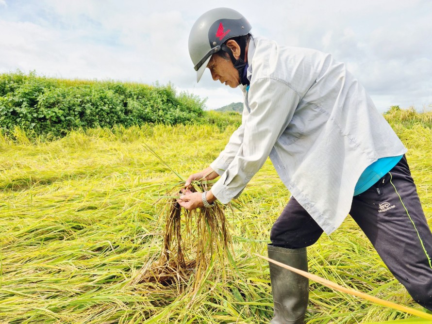 Hơn 1,6 ha lúa của ông Huỳnh Ngọc Huy (xã Ia Ake) bị ngã rạp.