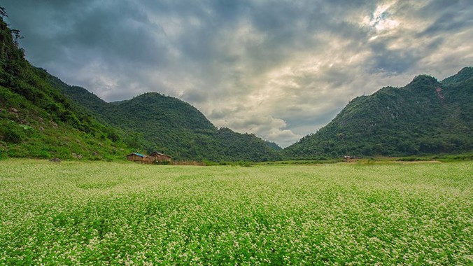 Mênh mang thung lũng hoa Tam giác mạch ở xứ Lạng. Ảnh: Thuận Bùi.