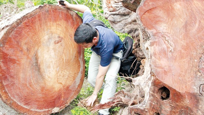 PV Tiền Phong tiếp cận bãi tập kết thứ nhất, được cho là những cây bị sâu mọt phải chặt bỏ. Ảnh: PV.