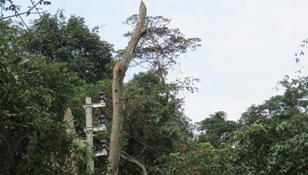 90 ha rừng đặc dụng Phong Nha - Kẻ Bàng được cho là bị xâm hại khi kéo điện lưới