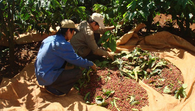 Nông dân thu hoạch cà phê.