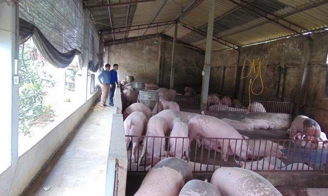 Trang trại lợn của anh La Văn Thành cho thu nhập hàng trăm triệu đồng mỗi năm.