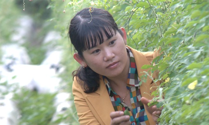 Chị Nguyễn Thị Kim Thoa chăm sóc vườn khổ qua rừng.