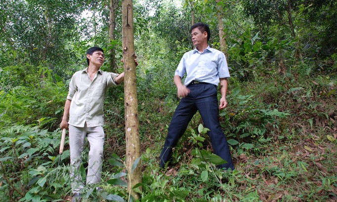 Luật Lâm nghiệp hướng đến việc liên kết chuỗi, tăng nguồn thu cho người dân sống dựa vào rừng.