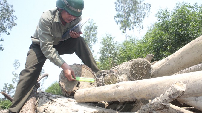 Cán bộ đội bảo vệ rừng đo đạc số lượng gỗ thông tại bãi tập kết của lâm tặc