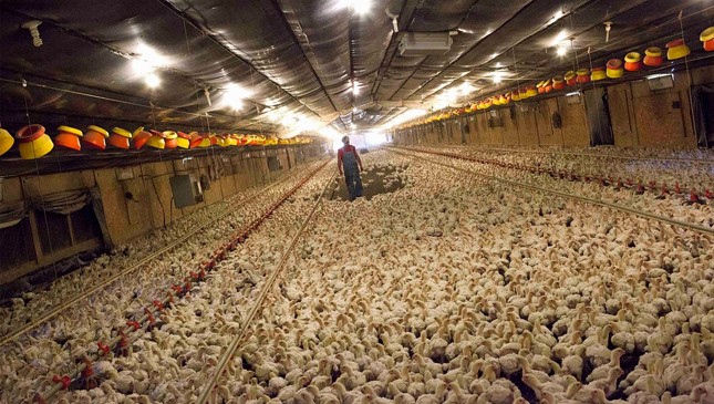 Một trại nuôi gà ở bang Bắc Carolina. Ảnh: Randall Hill