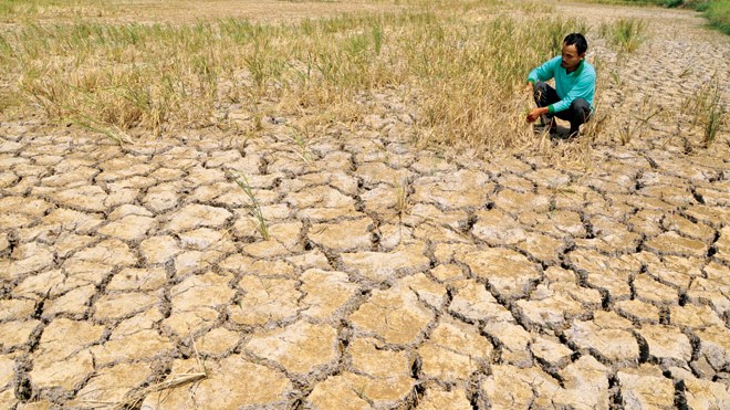 Ruộng lúa của người dân bị thiệt hại do hạn hán tại vùng U Minh Thượng, Kiên Giang. Ảnh: Hồng Lĩnh