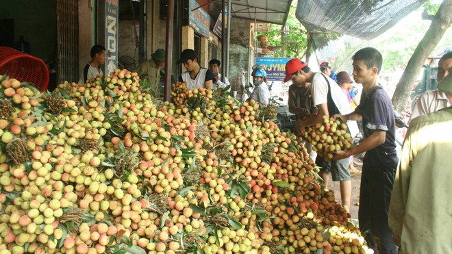 Đóng gói tiêu thụ vải thiều ở Lục Ngạn, Bắc Giang.