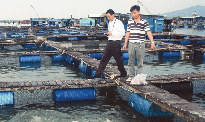 Kỹ sư Võ Ðông Ðức (bên phải) bám biển để sản xuất cá chẽm giống quy mô công nghiệp. Ảnh: T.N.A.