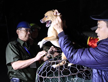 Chó thả rông bị bắt trên địa bàn phường Hạ Đình (Thanh Xuân). Ảnh: Trường Phong