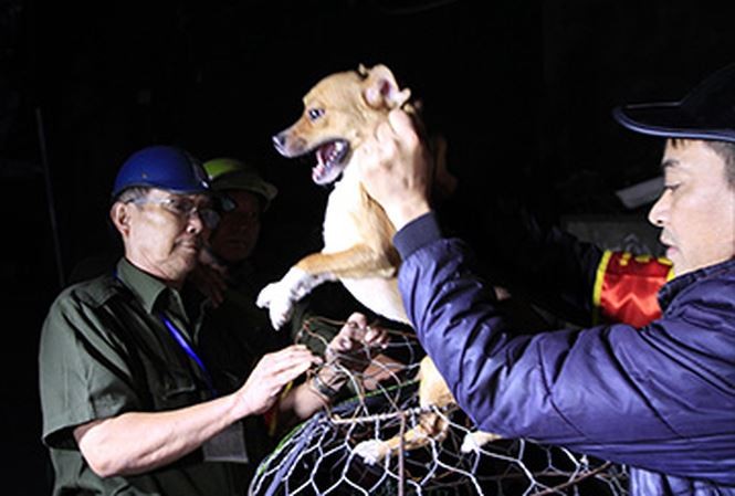 Chó thả rông bị bắt trên địa bàn quận Thanh Xuân Ảnh: Trường Phong