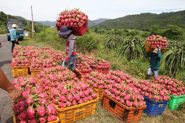Rau quả Việt Nam xuất khẩu mạnh sang Thái Lan ​
