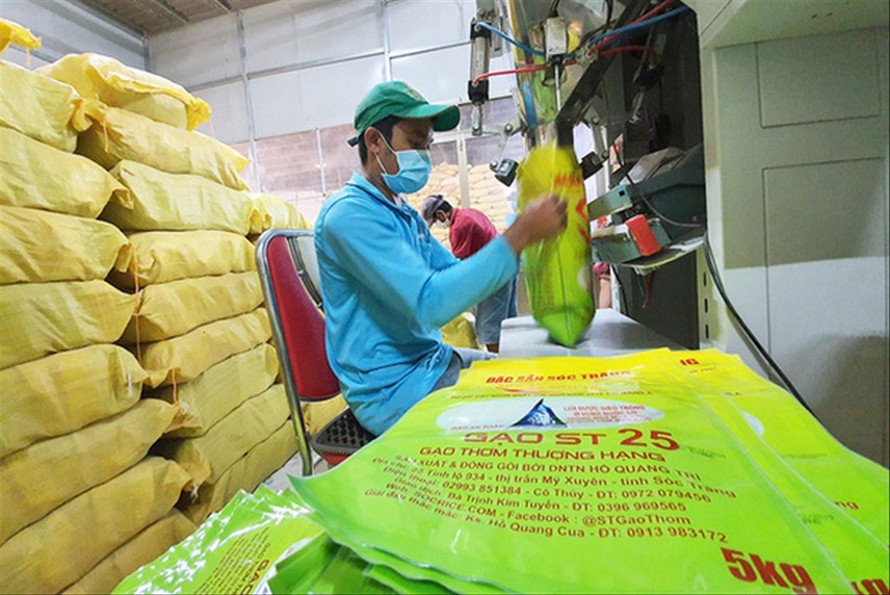 Gạo ST25 của Việt Nam liên tục bị các DN nước ngoài xin đăng ký bảo hộ thương hiệu