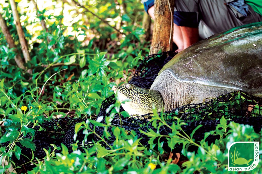 Cá thể rùa Hoàn Kiếm được bẫy bắt ngày 22/10/2020. Đây là cá thể cái nặng 86kg, chiều dài mai 99,5cm, chiều rộng mai 75,5cm. 