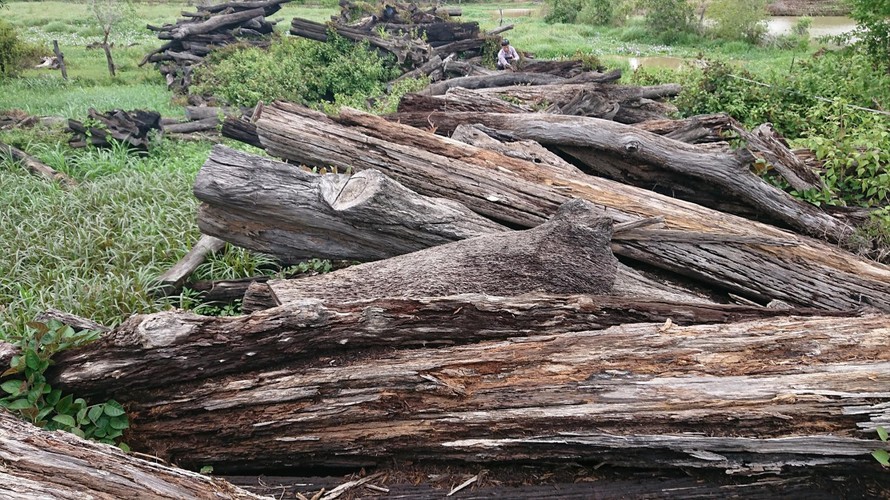 Hơn 1.000 m3 gỗ bị mục nát gần hết