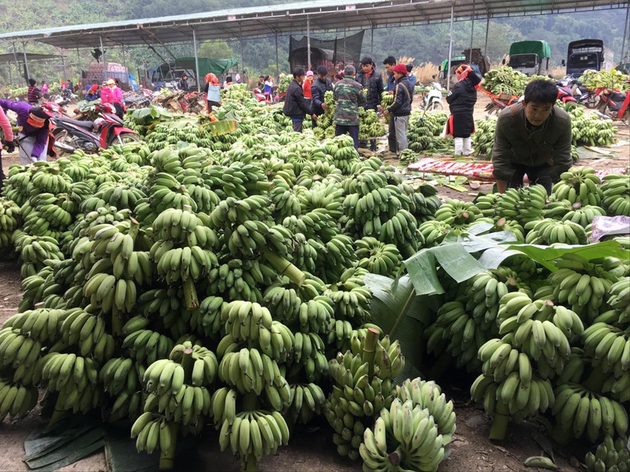 Tiểu thương Trung Quốc thu mua chuối tại chợ chuối Việt Trung 